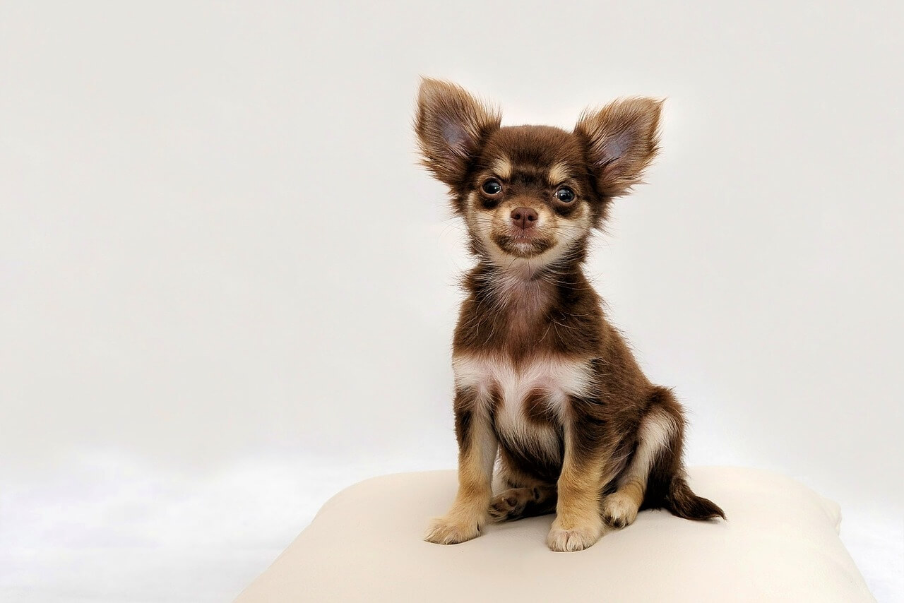 Kojec dla Chihuahuy – charakterystyka, wymiary i budowa kojca