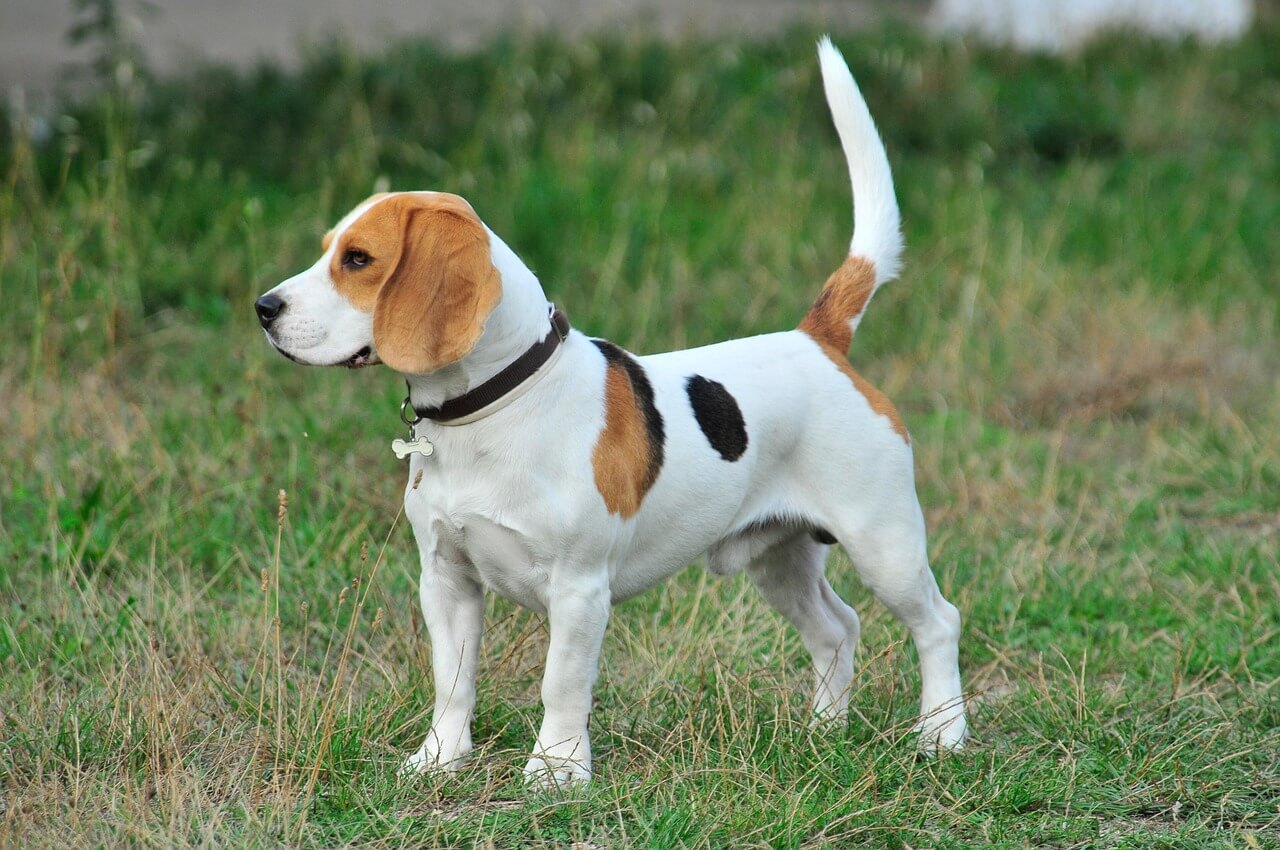 Jaka buda dla Beagla będzie odpowiednia? Charakterystyka rasy Beagle