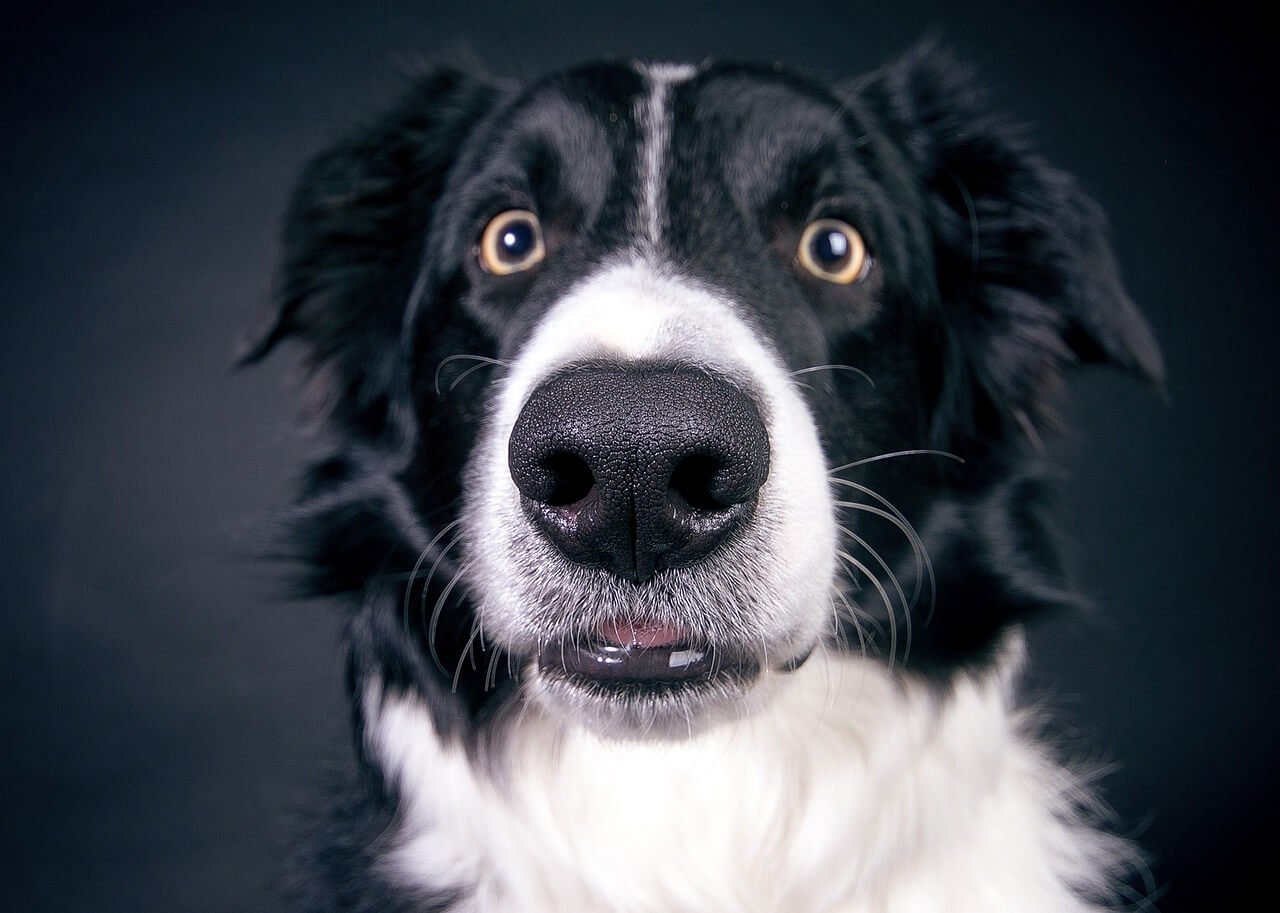 Jaka buda dla Border Collie będzie odpowiednia? Charakterystyka rasy