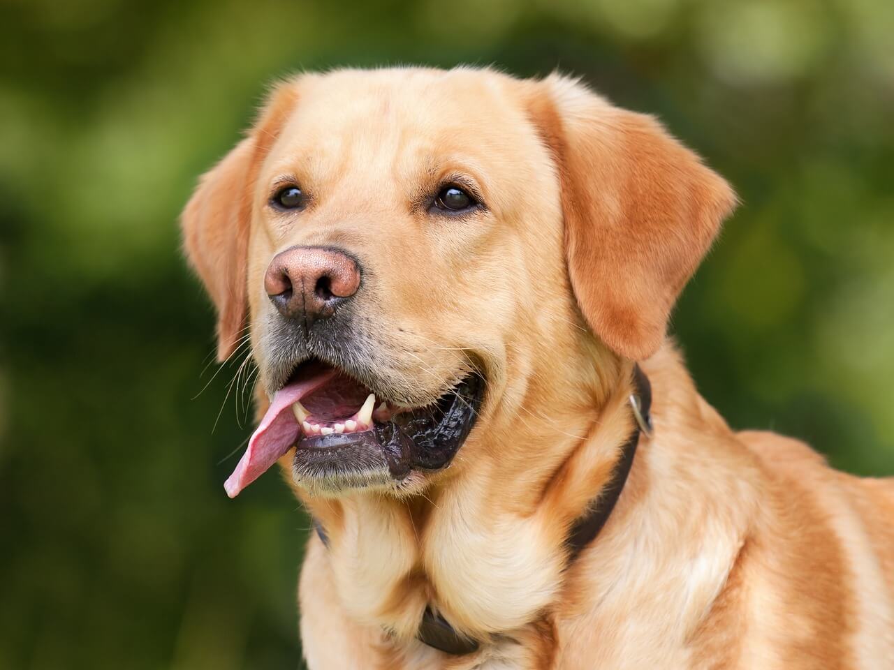 Jaka buda dla labradora będzie odpowiednia? Rasa Labrador Retriever